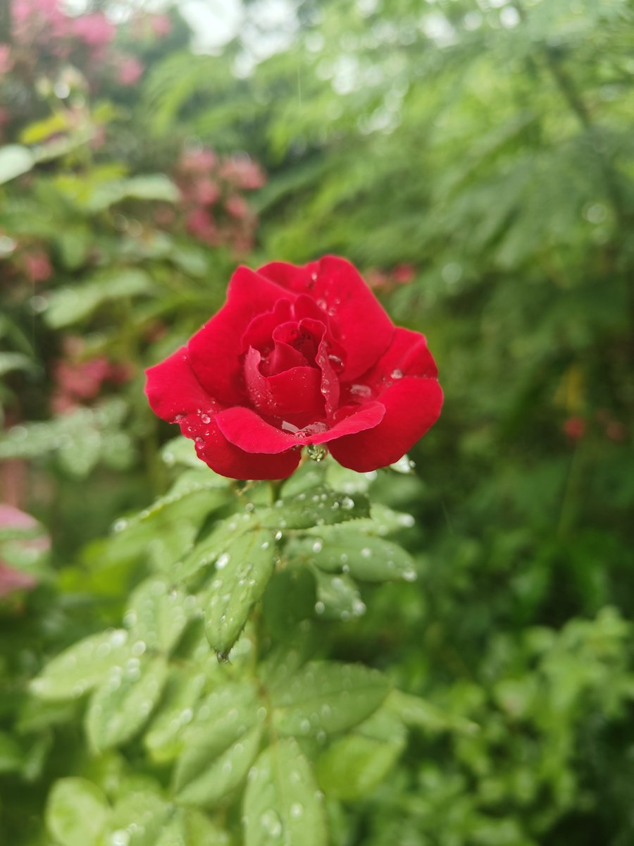 KcSabbu's tweet photo. झरिमा फुलहरु।।

#flower#dang#home https://t.co/tTzMryZMnO