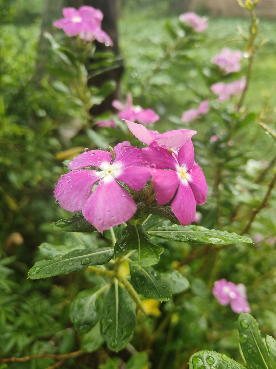 KcSabbu's tweet photo. झरिमा फुलहरु।।

#flower#dang#home https://t.co/tTzMryZMnO