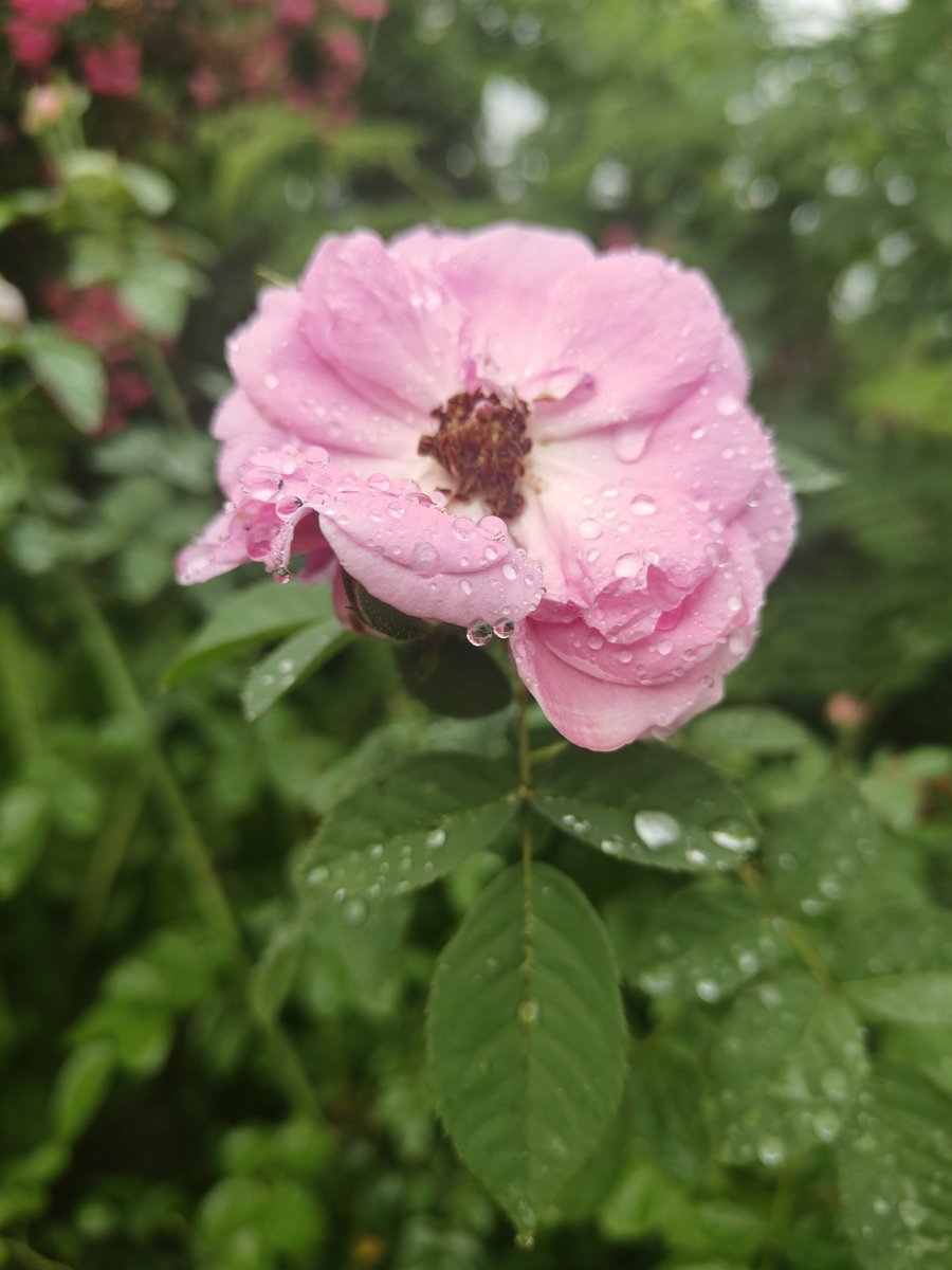 KcSabbu's tweet photo. झरिमा फुलहरु।।

#flower#dang#home https://t.co/tTzMryZMnO