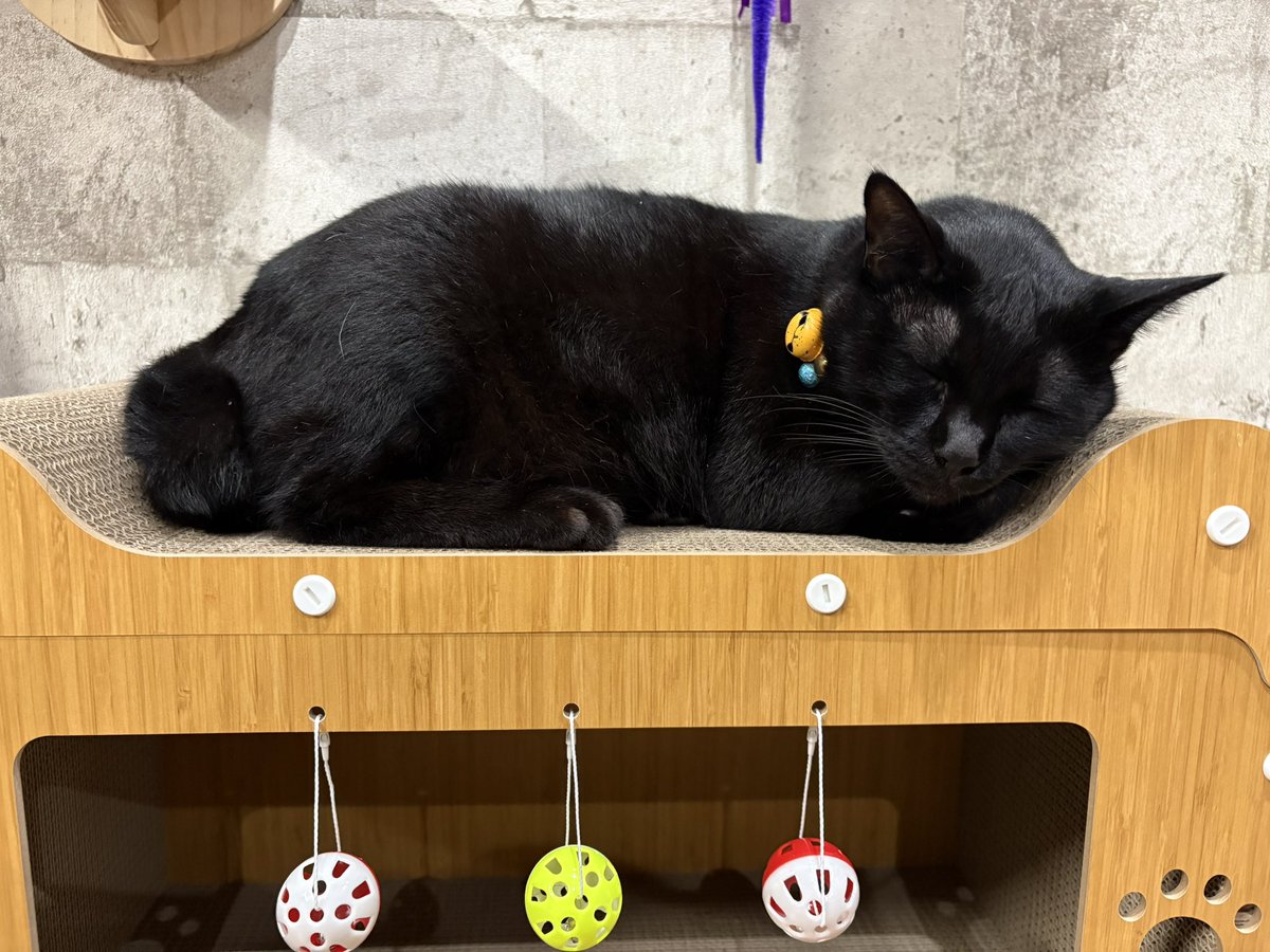_tae0301_'s tweet photo. ニャンズ🐾
うしおにベット取られたので
巨大化ジジニャンでも入れる
入口がデカいの買った✨
気に入ってくれたみたいで
良かったよぉ🐈‍⬛🐾 https://t.co/RDXyyhi069