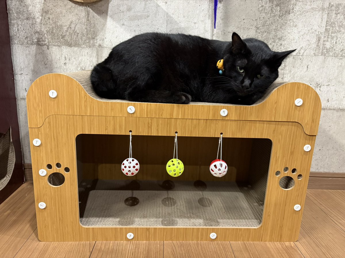 _tae0301_'s tweet photo. ニャンズ🐾
うしおにベット取られたので
巨大化ジジニャンでも入れる
入口がデカいの買った✨
気に入ってくれたみたいで
良かったよぉ🐈‍⬛🐾 https://t.co/RDXyyhi069