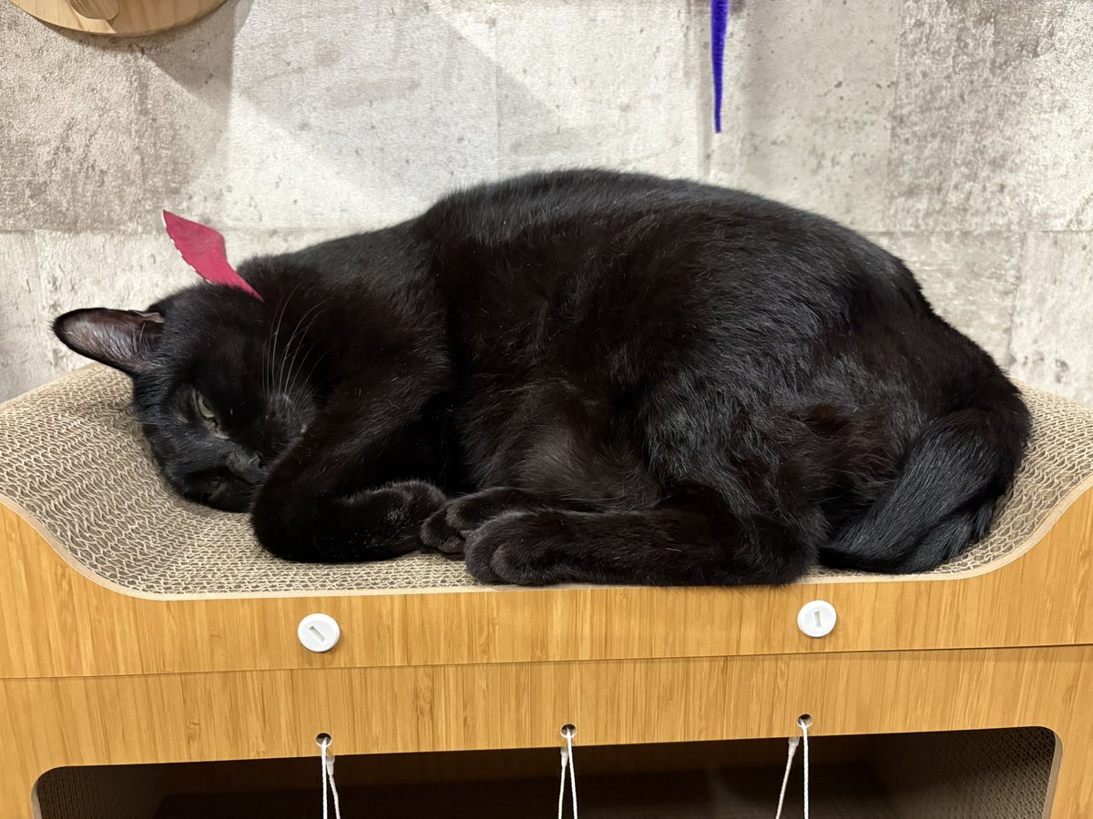 _tae0301_'s tweet photo. ニャンズ🐾
うしおにベット取られたので
巨大化ジジニャンでも入れる
入口がデカいの買った✨
気に入ってくれたみたいで
良かったよぉ🐈‍⬛🐾 https://t.co/RDXyyhi069