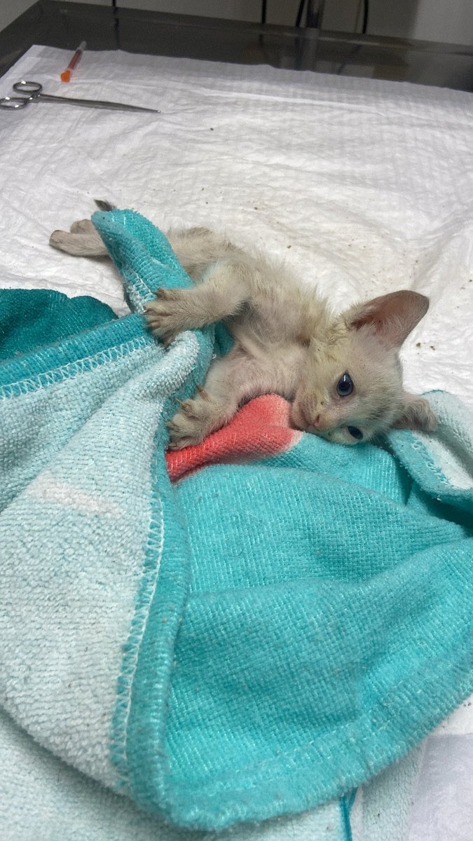 bellyss14's tweet photo. Deixei as fotos dele e também o orçamento/conta da clínica, para que tudo fique transparente e saibam que não é GOLPE!!! https://t.co/T8Il1CCymc
