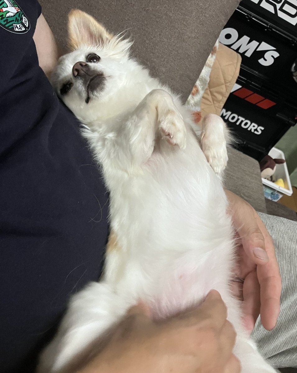 nonoAP_0403's tweet photo. 本日(2026/9/27)のノノさん🐕✨

パッパのマッサージに酔いしれるノノさん✨
鼠径部が特に気持ちいいようで☺️ https://t.co/HntDzCIo1n