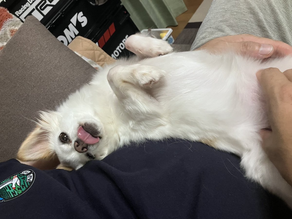 nonoAP_0403's tweet photo. 本日(2026/9/27)のノノさん🐕✨

パッパのマッサージに酔いしれるノノさん✨
鼠径部が特に気持ちいいようで☺️ https://t.co/HntDzCIo1n