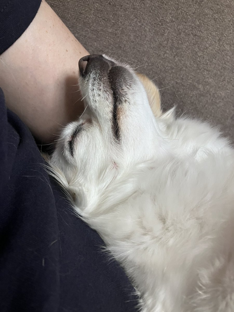 nonoAP_0403's tweet photo. 本日(2026/9/27)のノノさん🐕✨

パッパのマッサージに酔いしれるノノさん✨
鼠径部が特に気持ちいいようで☺️ https://t.co/HntDzCIo1n