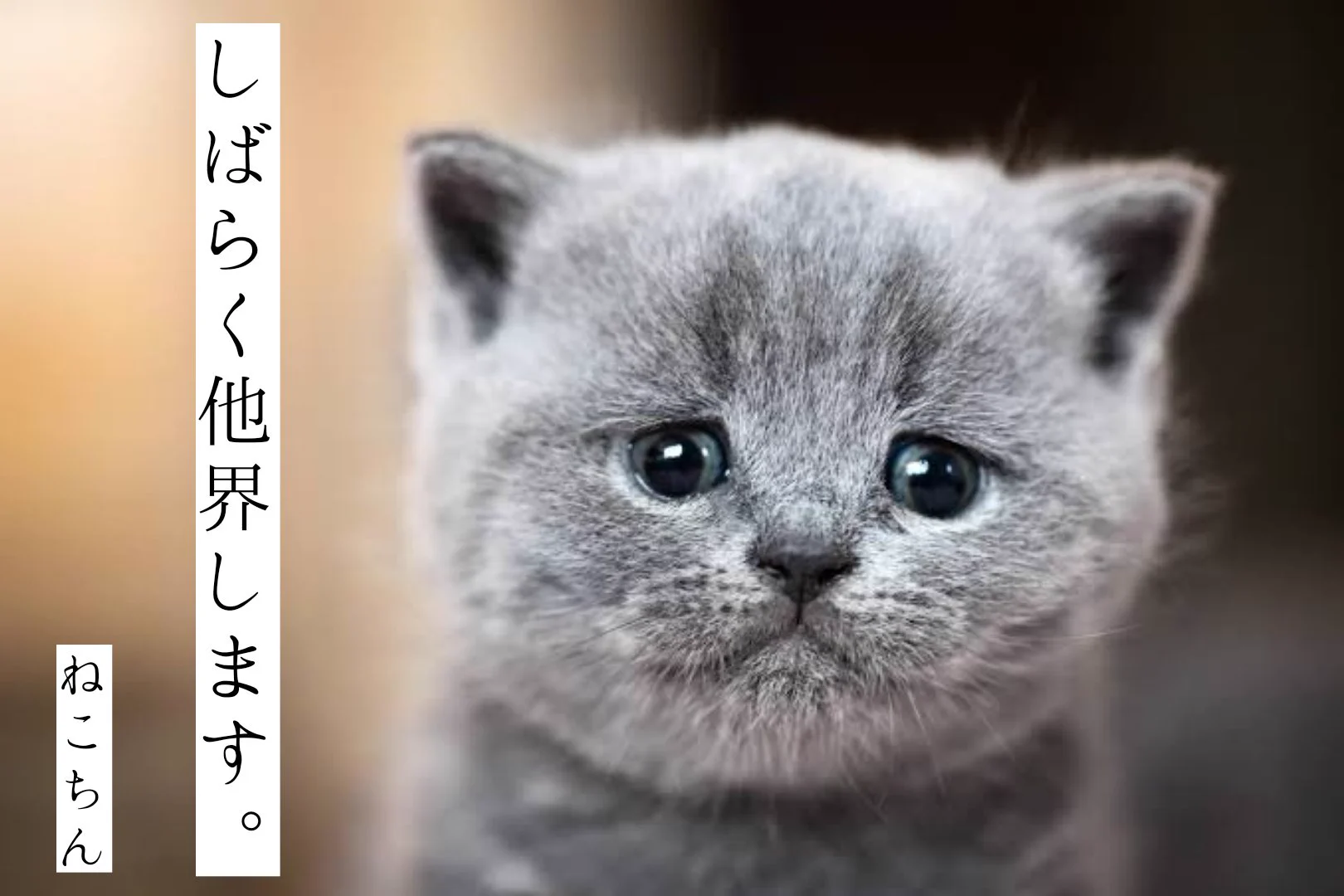 ねこねこ様へ♥4/25 ねこちん🐾 na platformě X: „へ“ / X