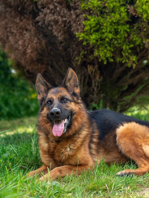 gsrescueelite's tweet photo. Heart of the Beast is a film with a highly trained German Shepherd. Please don't go and get a GSD Puppy if you have no exp, we are still dealing with the Mali influx after the movie Dog and we are full! Thanks. 
#GermanShepherd #dogs #HeartOfTheBeast 
https://t.co/v9zFKHKerC https://t.co/NtqaSJ0oQm