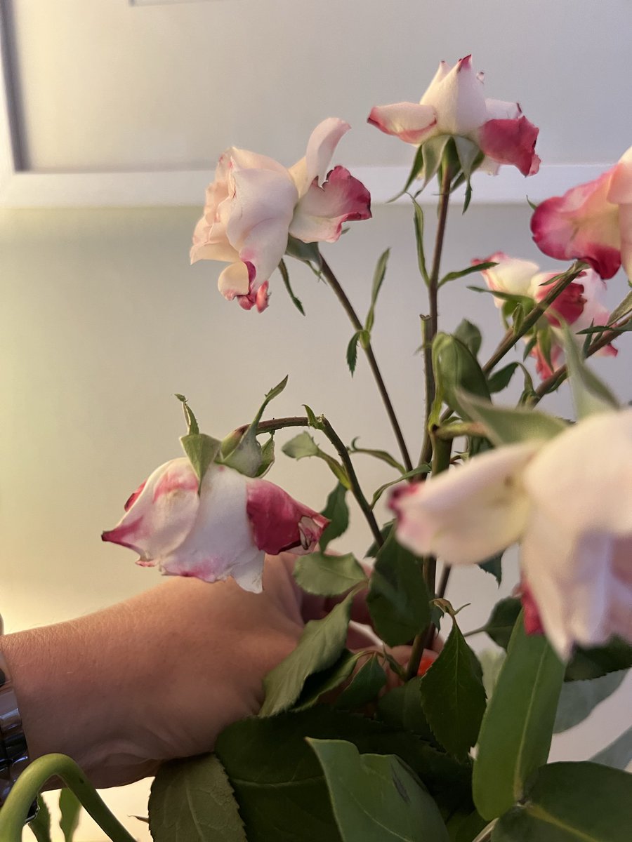 LottieLeitner's tweet photo. @marksandspencer these were bought on the 23rd for my birthday and already drooping by the Fri/Saturday 😕 expected better quality than this! https://t.co/okCqwtRmjh