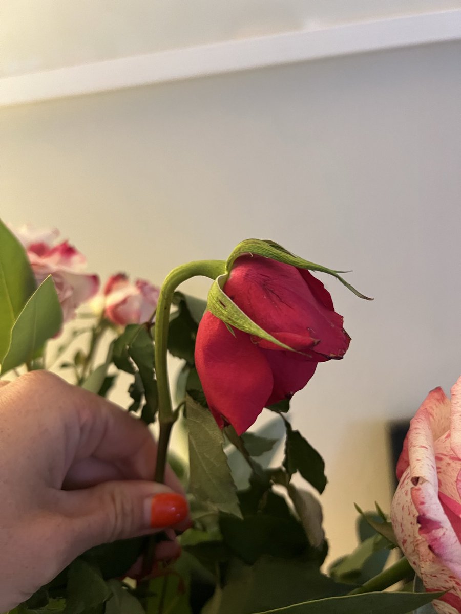 LottieLeitner's tweet photo. @marksandspencer these were bought on the 23rd for my birthday and already drooping by the Fri/Saturday 😕 expected better quality than this! https://t.co/okCqwtRmjh