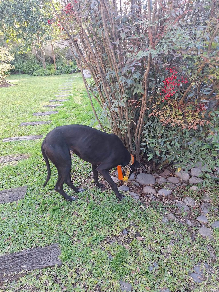 elcampito's tweet photo. En cada familia donde hay un camperito, sabemos que abunda el amor, el respeto, la amistad y la alegría.
Hoy es esta hermosa familia la que recibe a Oprah, una camperita adorable.

¡Que seas la perrita más feliz y amada del mundo! 🥰

¡¡¡OPRAH ADOPTAAADAAA !!!🥳
👇 https://t.co/bQpR5qPNkB