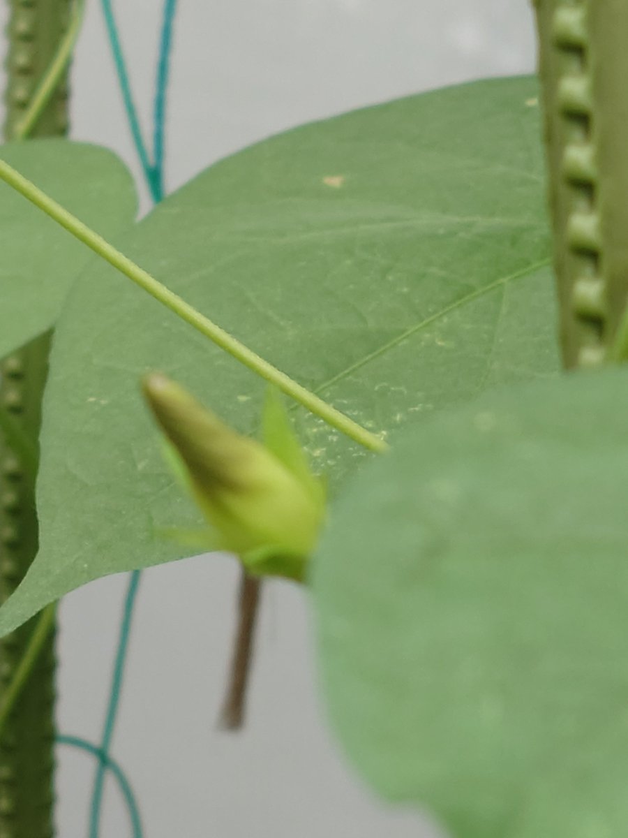 special_tasty's tweet photo. 先月植えたアサガオに蕾がたくさんできました

夏を過ぎてしまったし、咲かないかな〜なんて、心配していたけれど、蕾を見るととても嬉しいです

アサガオの種をまくところから始めるなんて小学生以来

悪天候に負けずに咲いておくれ♪

#アサガオ
#朝顔
#蕾
#植物
#花 https://t.co/rgt7FtnRmc
