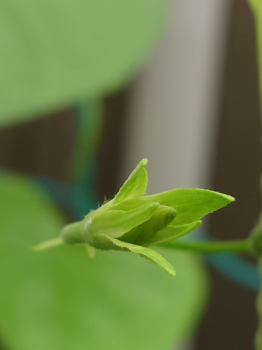 special_tasty's tweet photo. 先月植えたアサガオに蕾がたくさんできました

夏を過ぎてしまったし、咲かないかな〜なんて、心配していたけれど、蕾を見るととても嬉しいです

アサガオの種をまくところから始めるなんて小学生以来

悪天候に負けずに咲いておくれ♪

#アサガオ
#朝顔
#蕾
#植物
#花 https://t.co/rgt7FtnRmc