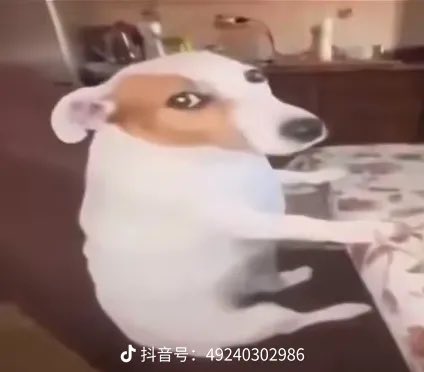 sleep3san's tweet photo. @Yasoligbi 看到了一只尴尬🐶 https://t.co/cnp48TyosC