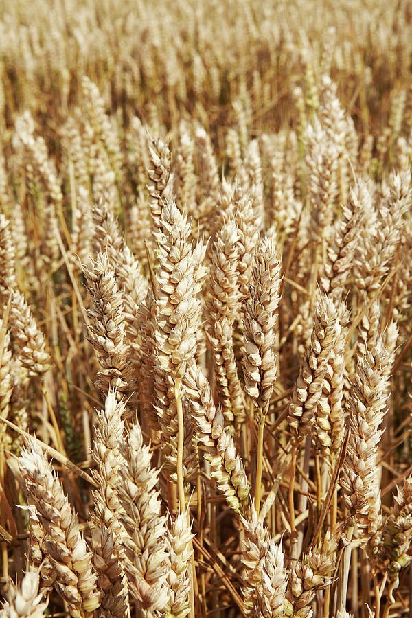 GbenroAdegbola's tweet photo. It was Children’s Harvest in church today. One word kept coming up in readings and hymns: Àlìkámà (wheat).

I’ve known the word all my life, but always wondered about it. It always sounded strange to me. 

Turns out, its origin is not Yoruba at all. https://t.co/EZ5KE7xaUM