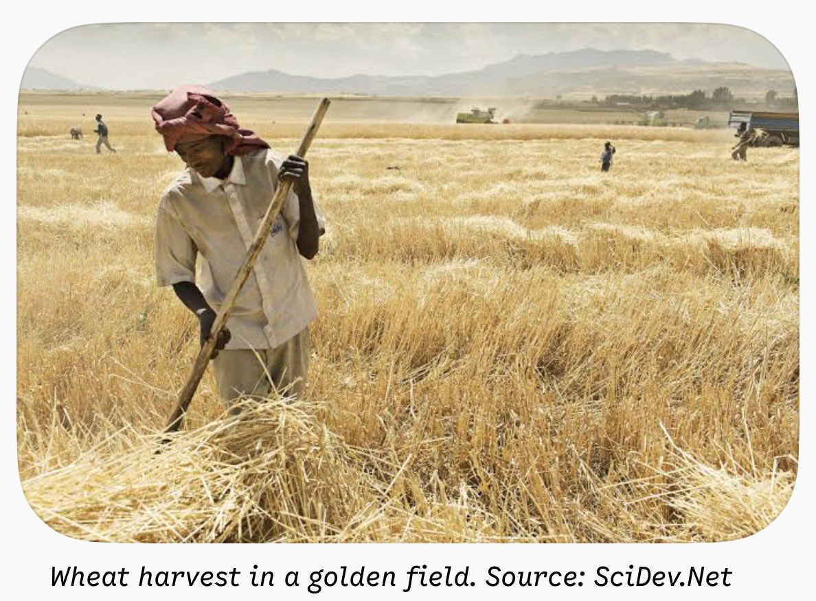 GbenroAdegbola's tweet photo. It was Children’s Harvest in church today. One word kept coming up in readings and hymns: Àlìkámà (wheat).

I’ve known the word all my life, but always wondered about it. It always sounded strange to me. 

Turns out, its origin is not Yoruba at all. https://t.co/EZ5KE7xaUM