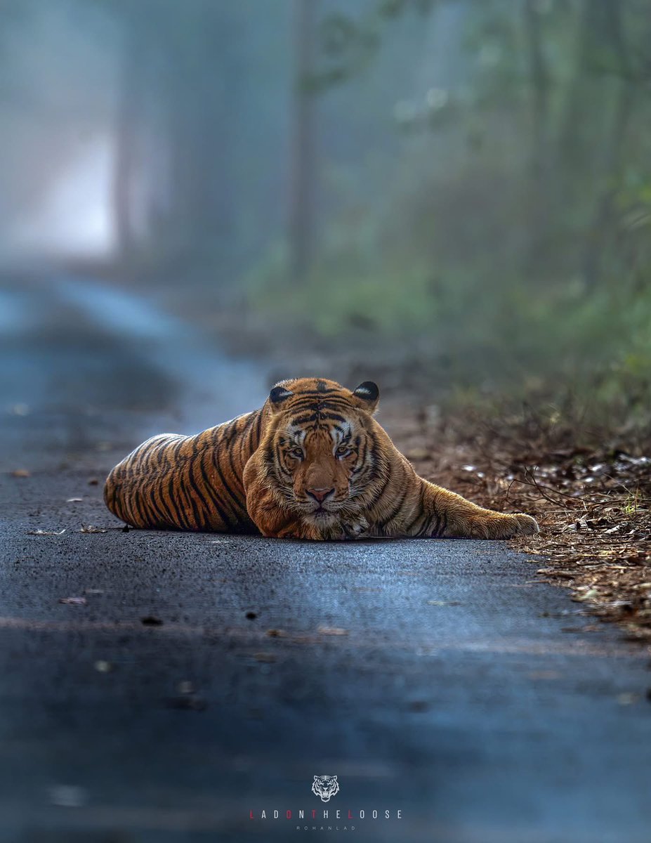 SMNK1972's tweet photo. His majesty S3 in Pilibhit Tiger Reserve. Credit to Rohan Lad. https://t.co/szqVMGeFAb