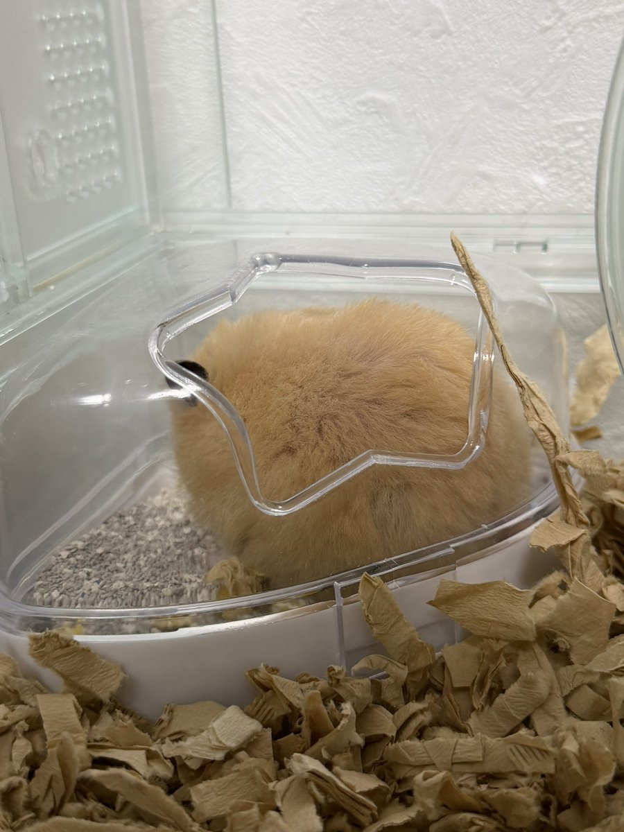 akebonooooooooo's tweet photo. トイレで考え込んでる🐹長トイレ🚽

#キンクマハムスター　#ハムスター　#ハムスター好きと繋がりたい　#フォロー大歓迎 https://t.co/GNRIU5NCY5