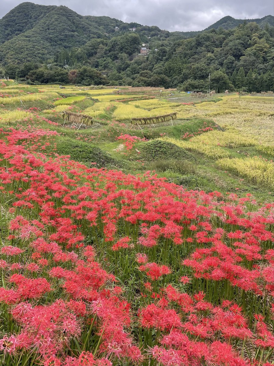 iugoka's tweet photo. 秩父札所 午歳総開帳記念
ちちぶ巡礼札所めぐり..横瀬の道 ‘26.9.27
＞札所10番 萬松山 大慈寺
＞横瀬町 寺坂棚田 彼岸花まつり
＞札所8番 清泰山 西善寺 https://t.co/MLRFUBLXYl