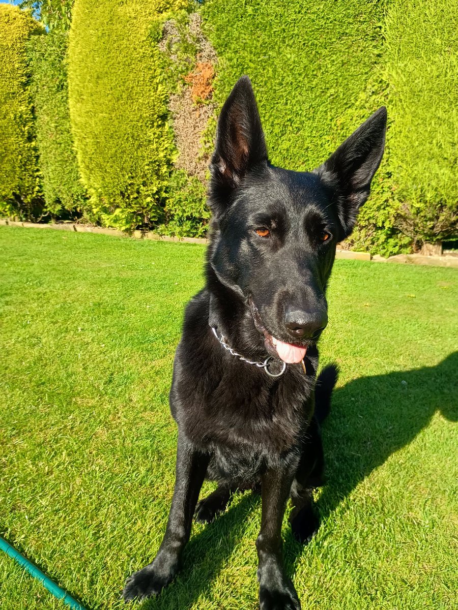 gsrescueelite's tweet photo. Heart of the Beast is a film with a highly trained German Shepherd. Please don't go and get a GSD Puppy if you have no exp, we are still dealing with the Mali influx after the movie Dog and we are full! Thanks. 
#GermanShepherd #dogs #HeartOfTheBeast 
https://t.co/v9zFKHKerC https://t.co/NtqaSJ0oQm