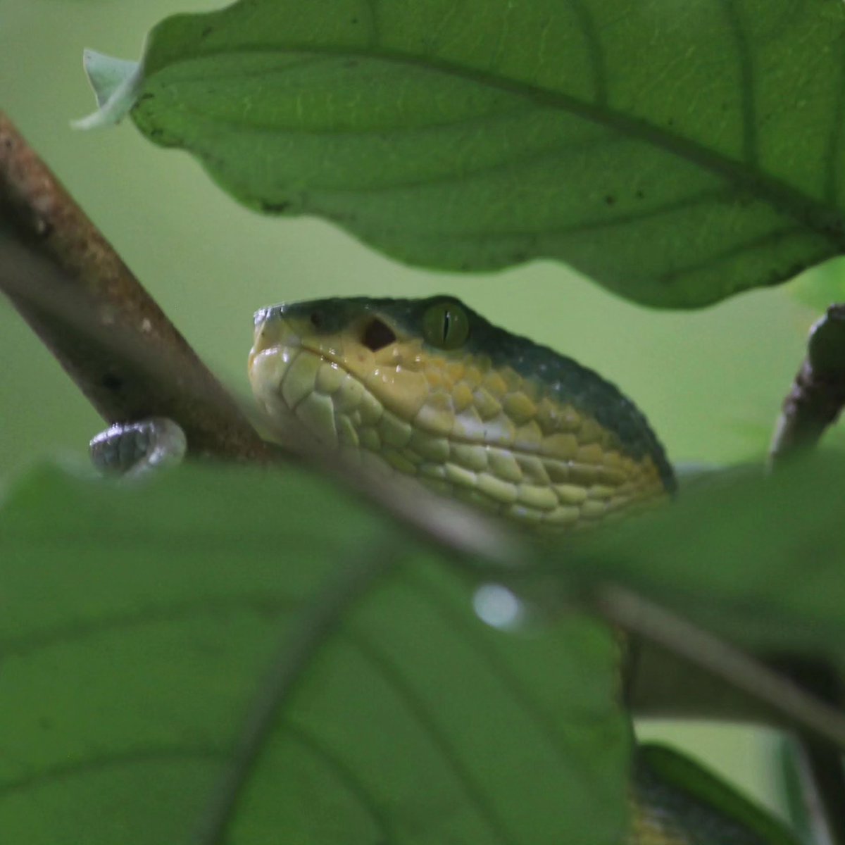 DarcieBranvcp's tweet photo. Bamboo Pit Viper. https://t.co/QQeXJxticv