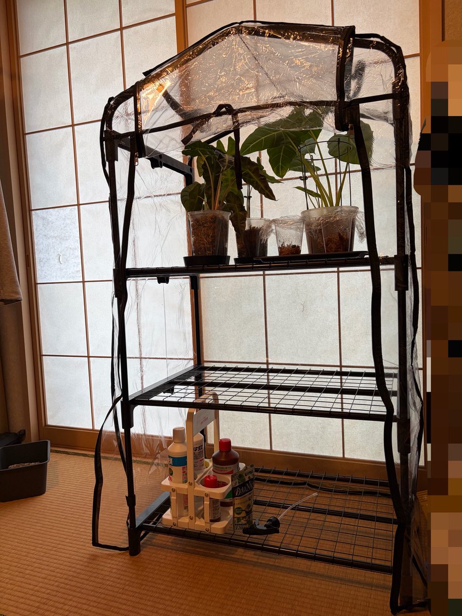 abcmiii11's tweet photo. アロカシアをメインに冬支度をしていかないとだね🌱 https://t.co/Gdclm2TF5k
