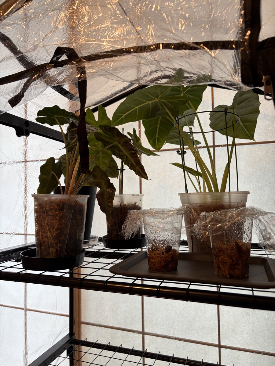 abcmiii11's tweet photo. アロカシアをメインに冬支度をしていかないとだね🌱 https://t.co/Gdclm2TF5k