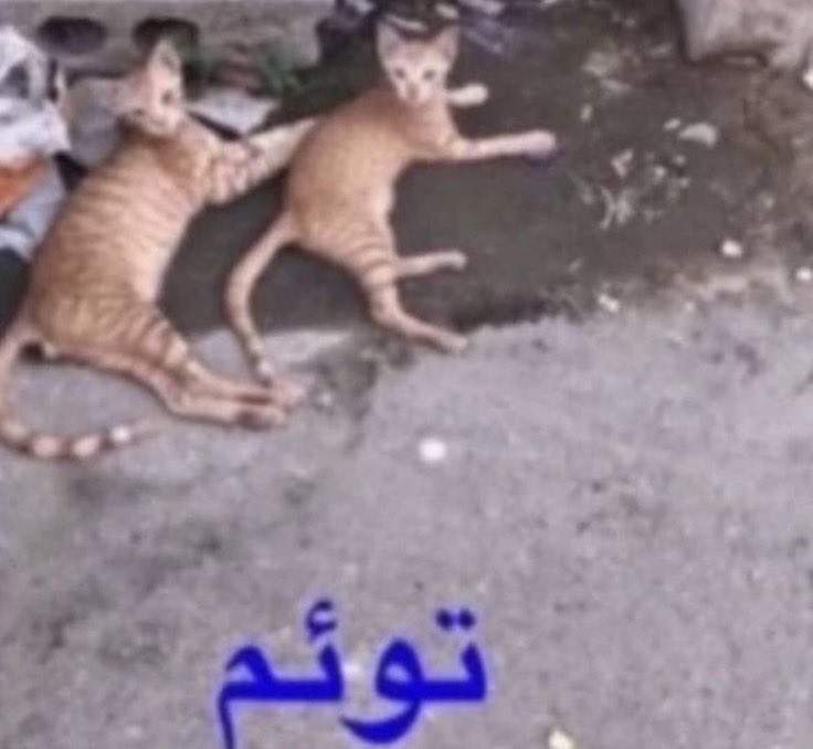 ii10z1's tweet photo. اكثر شي مسكين سويته بحياتي وانا صغيره جتني الدوره وماكنت اعرف كل شوي اروح اغير ملابسي لين خلصت ملابسي 😩😩😩 ورحت علمت امي 

المهم الحين النسخه المطوره اختي الصغيره خلصت كل سراويلها يوم سالتها شفيك قالت مدري شكل فيني جرح 
يابنت الحلال لا😩😩😩😩 https://t.co/SzWfb61dW0