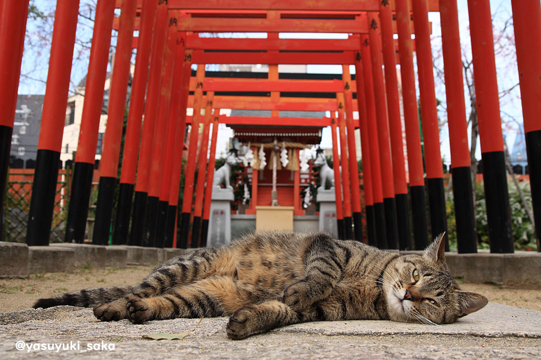 yasuyuki_saka's tweet photo. ねこ。 #猫 #ねこ #cat #猫写真 https://t.co/4w4YdmFixz