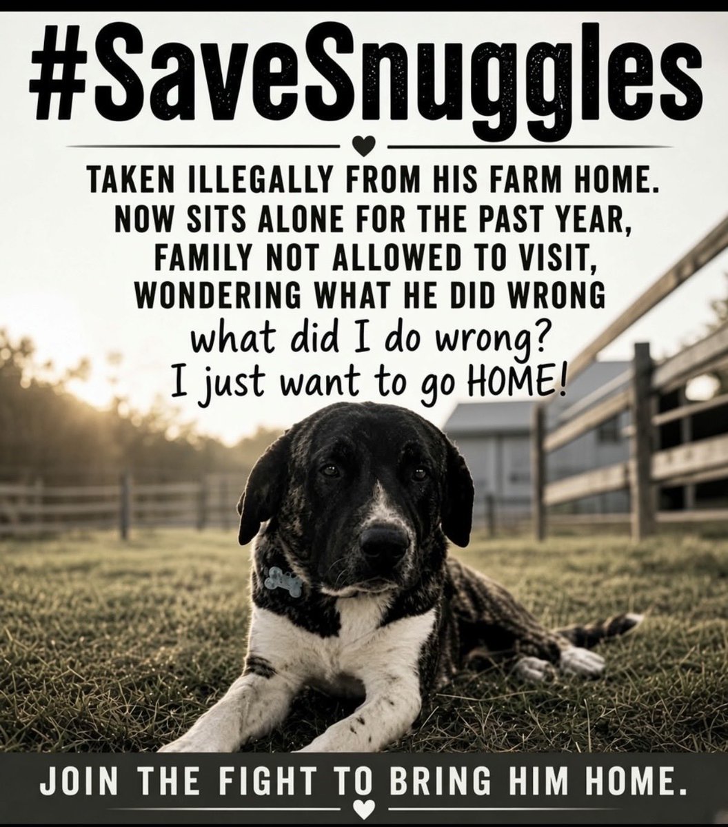 REALDCWATCHER's tweet photo. PIMA COUNTY ARIZONA PACC has been holding Snuggles for almost literally 1 year. They are drugging him and dragging their feet and pointing fingers to who is responsible. The could easily drop this and let him go home to his family that misses him dearly.
This is LITERAL ABUSE and we need your help to bring him home. @JenniferEvn22 is his mom and available anytime to talk.
Please help Snuggles and his family end this nightmare ๐๐ LORD PLEASE LET SOMEONE ON THIS POST HEAR OUR CRIES FOR HELP.
WE ARE SNUGGLES VOICE ๐พ