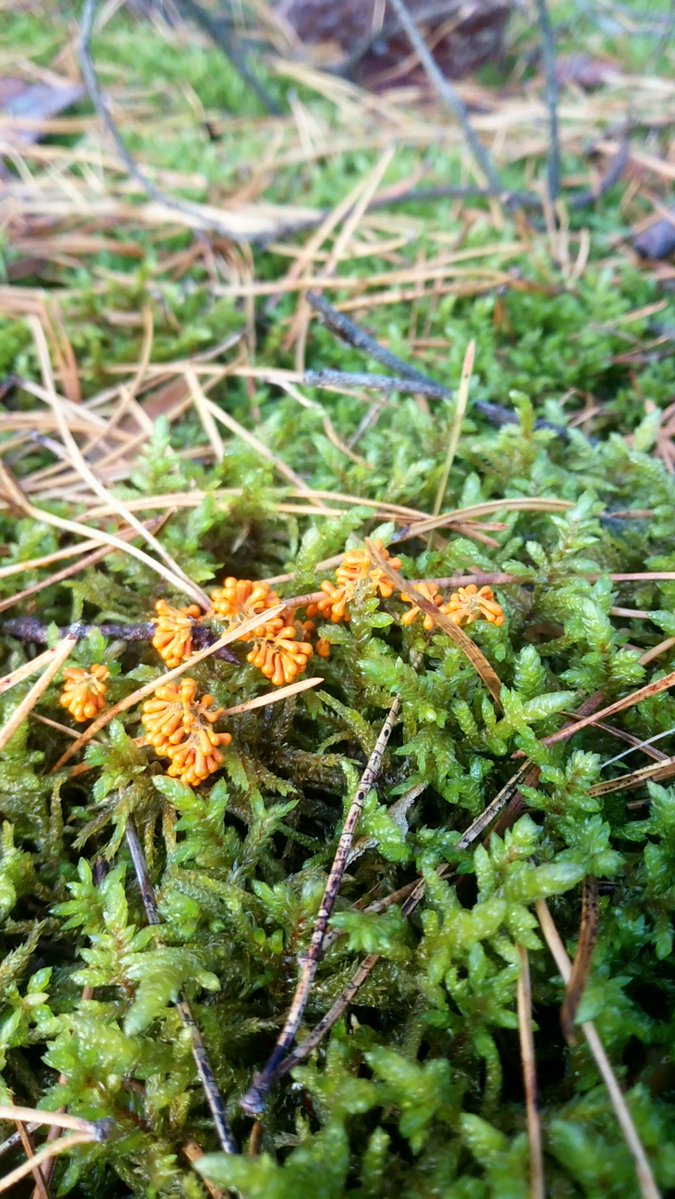 LX8111's tweet photo. #SlimeMoldSunday #Löwenfrüchtchen #LeocarpusFragilis #Schleimpilz #Slimemold https://t.co/ajwz4pnZnz