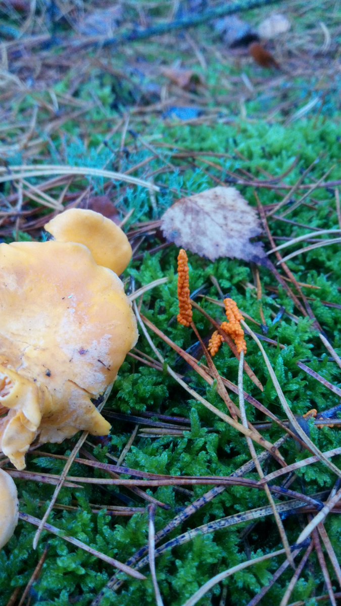 LX8111's tweet photo. #SlimeMoldSunday #Löwenfrüchtchen #LeocarpusFragilis #Schleimpilz #Slimemold https://t.co/ajwz4pnZnz