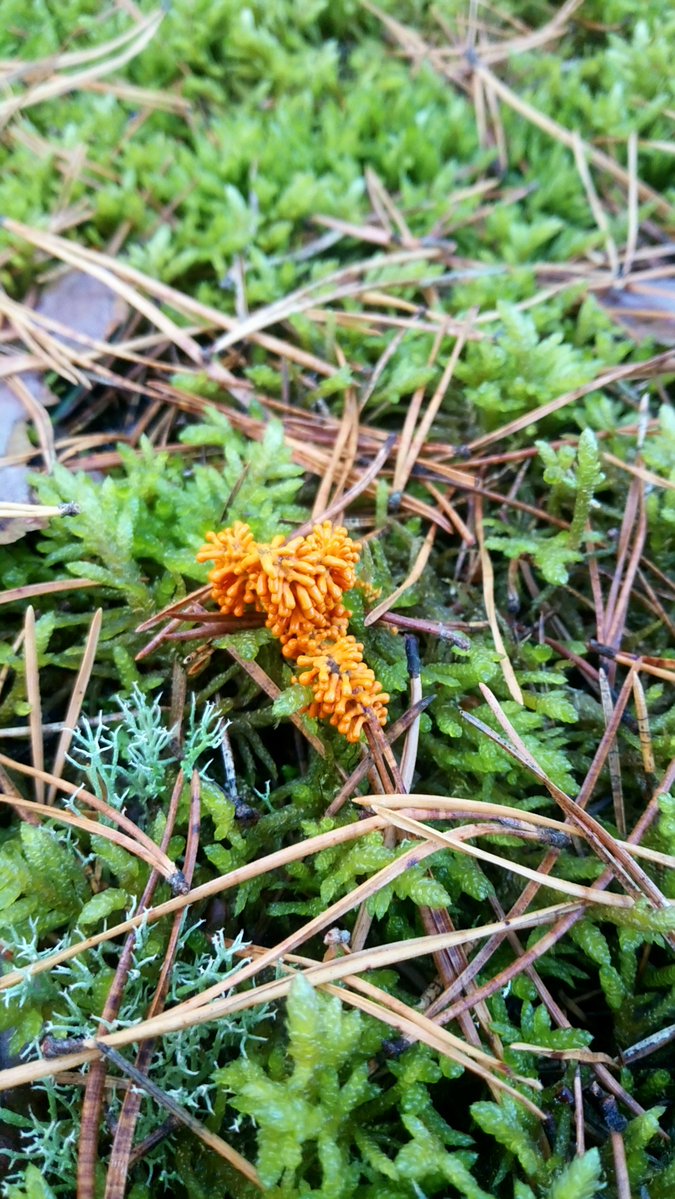 LX8111's tweet photo. #SlimeMoldSunday #Löwenfrüchtchen #LeocarpusFragilis #Schleimpilz #Slimemold https://t.co/ajwz4pnZnz