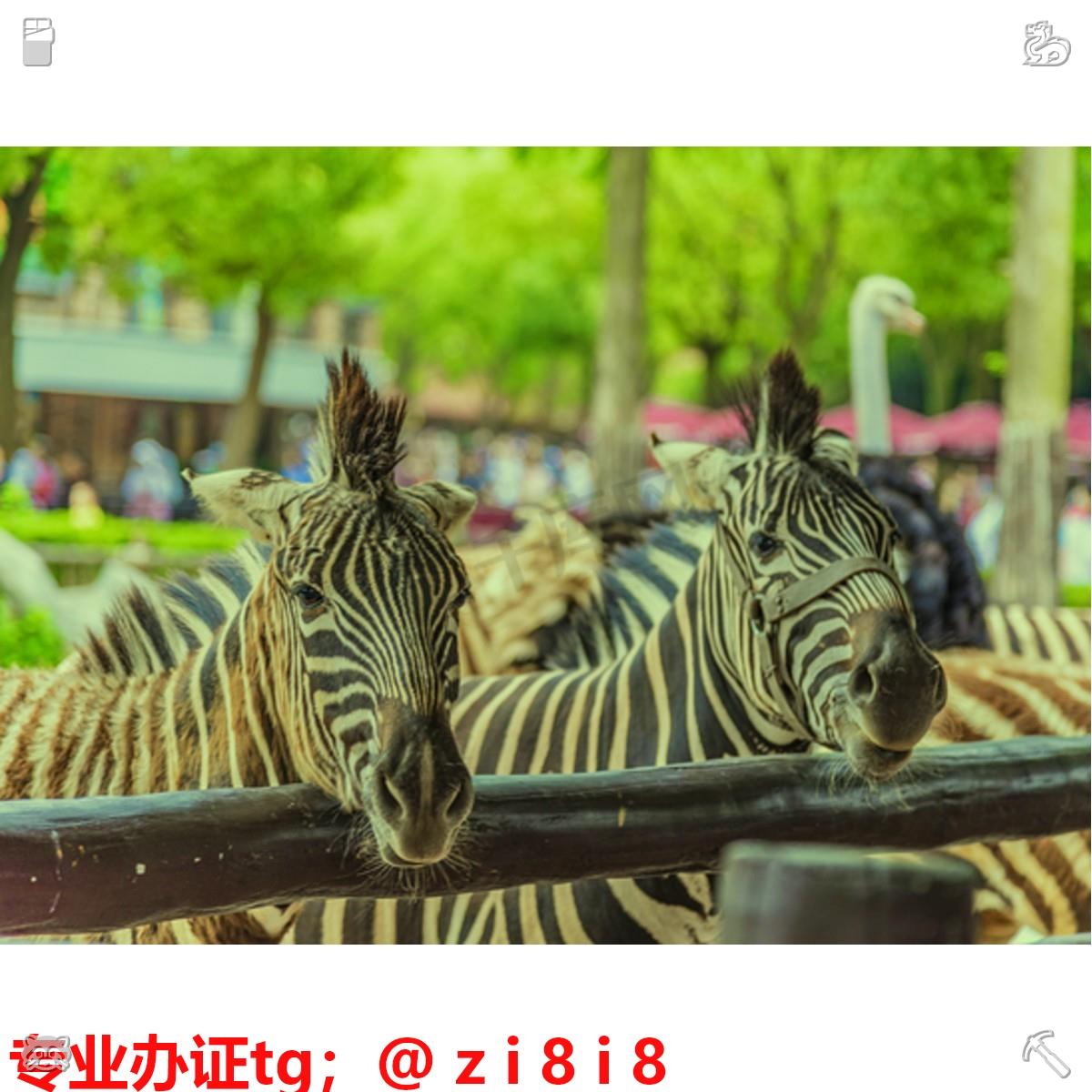 Rauschuber's tweet photo. 🥬办证🥱刻🥐章💼
🐝专业☝快速💆安全🦮
👐诚信第一 🐪支持🦕担保🐠

索马里 意大利 所罗门群岛 几内亚 哥伦比亚 护✌照、签🍈证、身份🧞证🌰
办🤸可查🥭毕业🎁证👽学历提升🧃教育学学士学位证书🌺学术博士学位证书🧧医师执业证🦓教师资格证⛓注册消防工程师证🤯剃头证件🛁车工证

Today is a https://t.co/SIaWTI3ml5