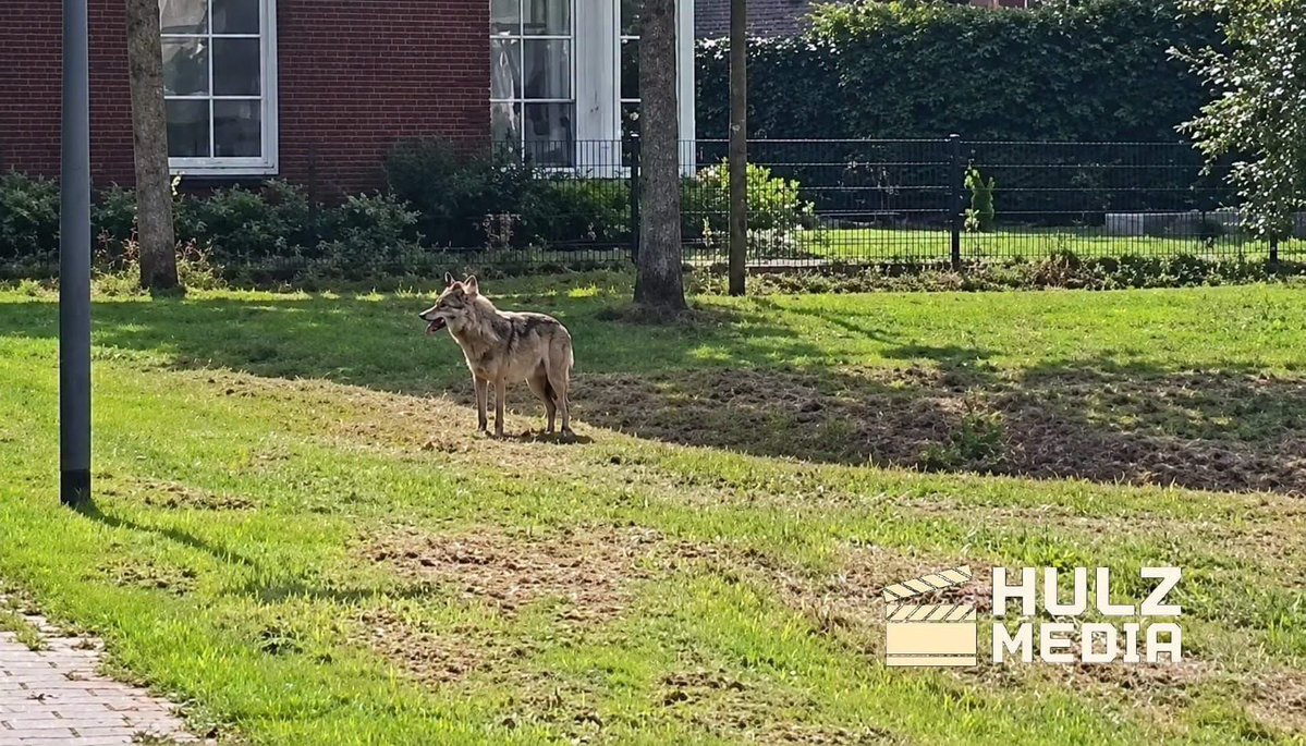 AvanStraaten's tweet photo. Wolf gesignaleerd in woonwijk Epe. #veluwe #epe #gelderland #wolf
https://t.co/5Tf7iYneqJ https://t.co/GpoIuYvUon