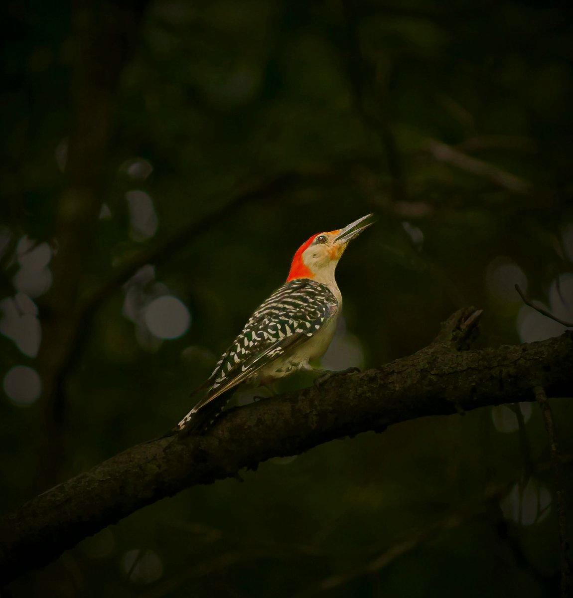 hernandezc4e's tweet photo. Right place, perfect moment.
#NatureBirds #BirdSinging https://t.co/KgpeHaeokX