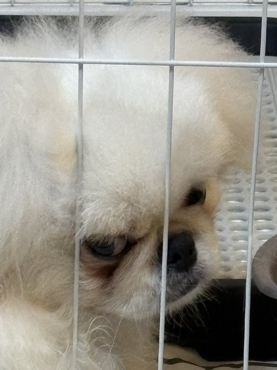 pupunofan's tweet photo. angry https://t.co/ac1AmtRl6H