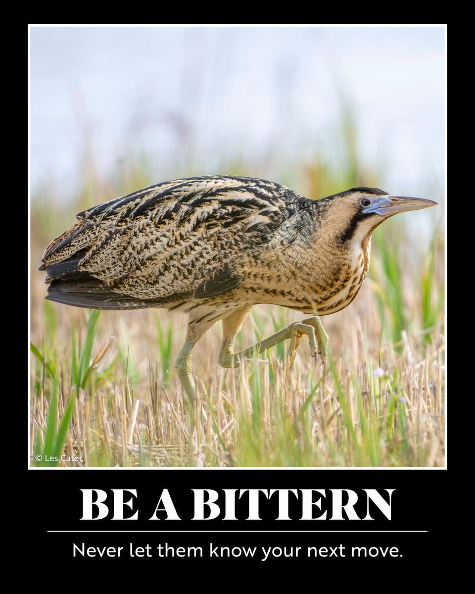 jordydejong2's tweet photo. Mastering this game of life 💪

Step 1) Keep out of sight, but always make your voice known

Step 2) Creep around reedbeds

Step 3) If discovered, stand still until you’re confused with the reedbed

Step 4) Shout loudly

Step 5) Loop through steps 1-4... https://t.co/Orpt9H4iAW