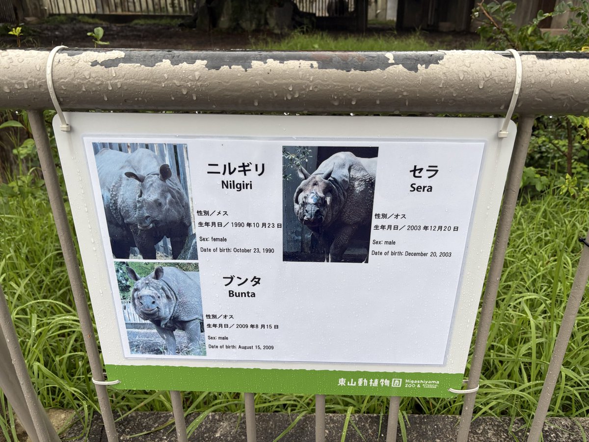 emimitsu04's tweet photo. 午後から東山へ🥰

あいにくの雨でしたが、念願のインドサイのブンタくんとニルギルさんのラブラブ場面を目撃する事が出来ました🤭💖

癒される〜😌💕

#東山動植物園　#インドサイ https://t.co/17sMT90iO9