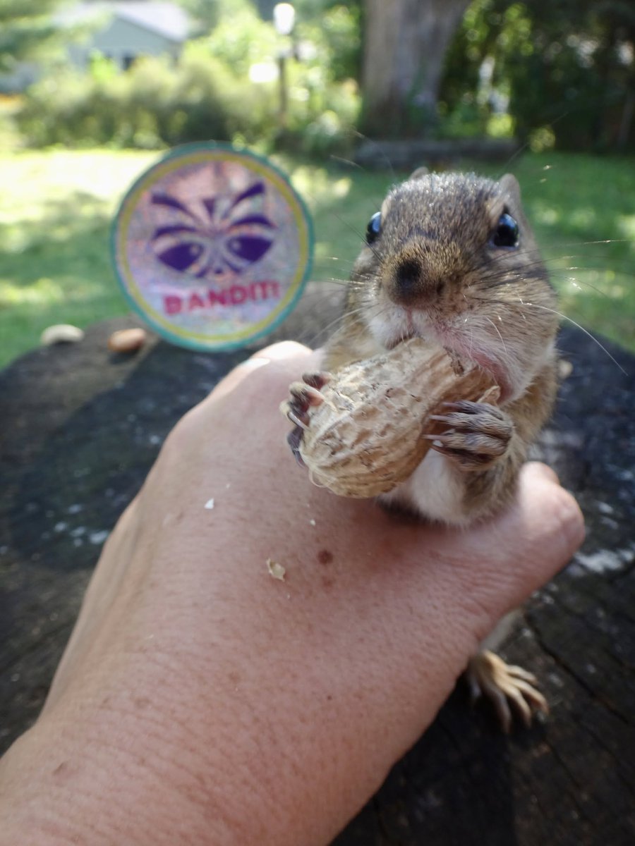 602Shaffer's tweet photo. Hug hug squeeze squeeze friends #chipmunks #nature #wildlife #BackyardWildlife https://t.co/aZhMNTk1Ju