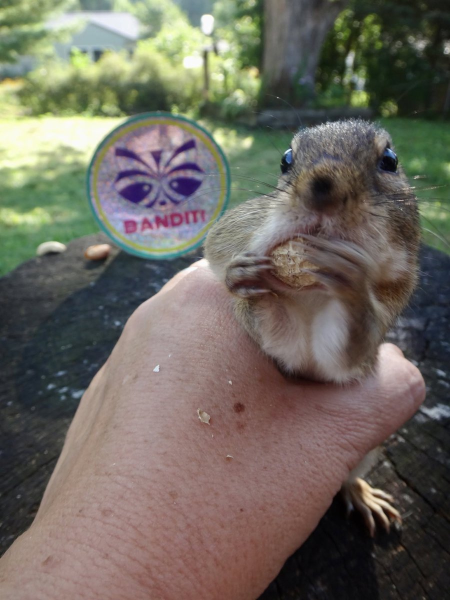 602Shaffer's tweet photo. Hug hug squeeze squeeze friends #chipmunks #nature #wildlife #BackyardWildlife https://t.co/aZhMNTk1Ju