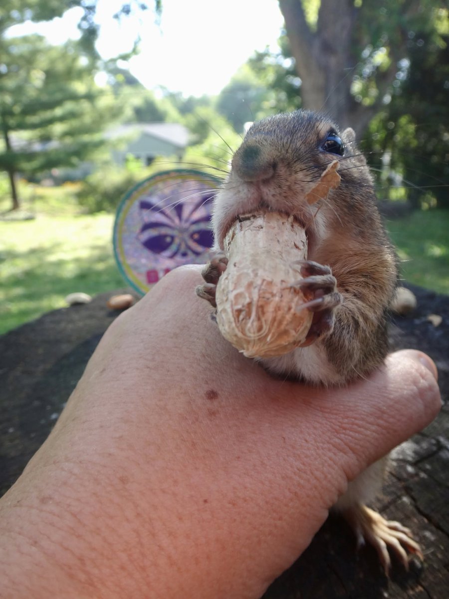 602Shaffer's tweet photo. Hug hug squeeze squeeze friends #chipmunks #nature #wildlife #BackyardWildlife https://t.co/aZhMNTk1Ju