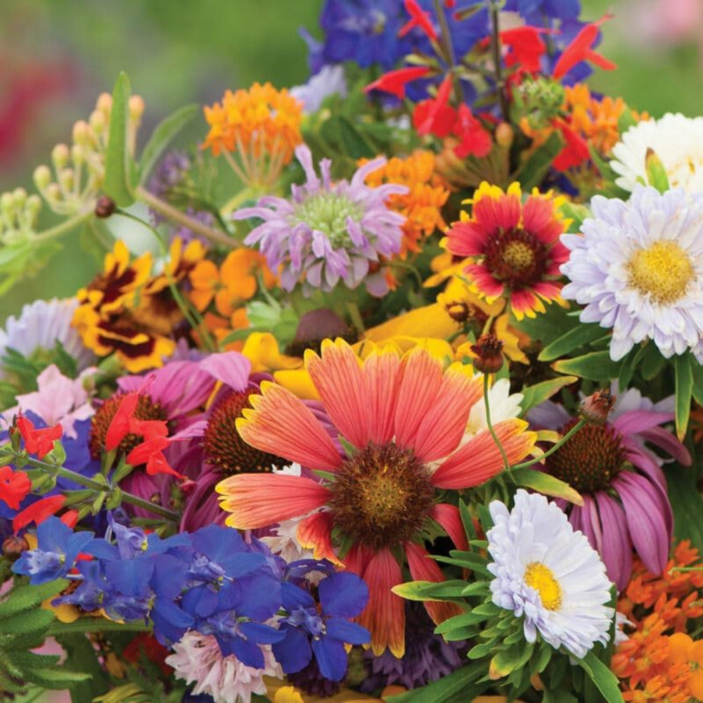 CompostMatters's tweet photo. Plant a living patch of heirloom, non-GMO wildflowers to attract butterflies &amp; hummingbirds. Steady blooms, low maintenance, and the pollinators will thank you with color and calm all season. #Gardening #Pollinators Tap the link in bio. https://t.co/QJcVrPPYty