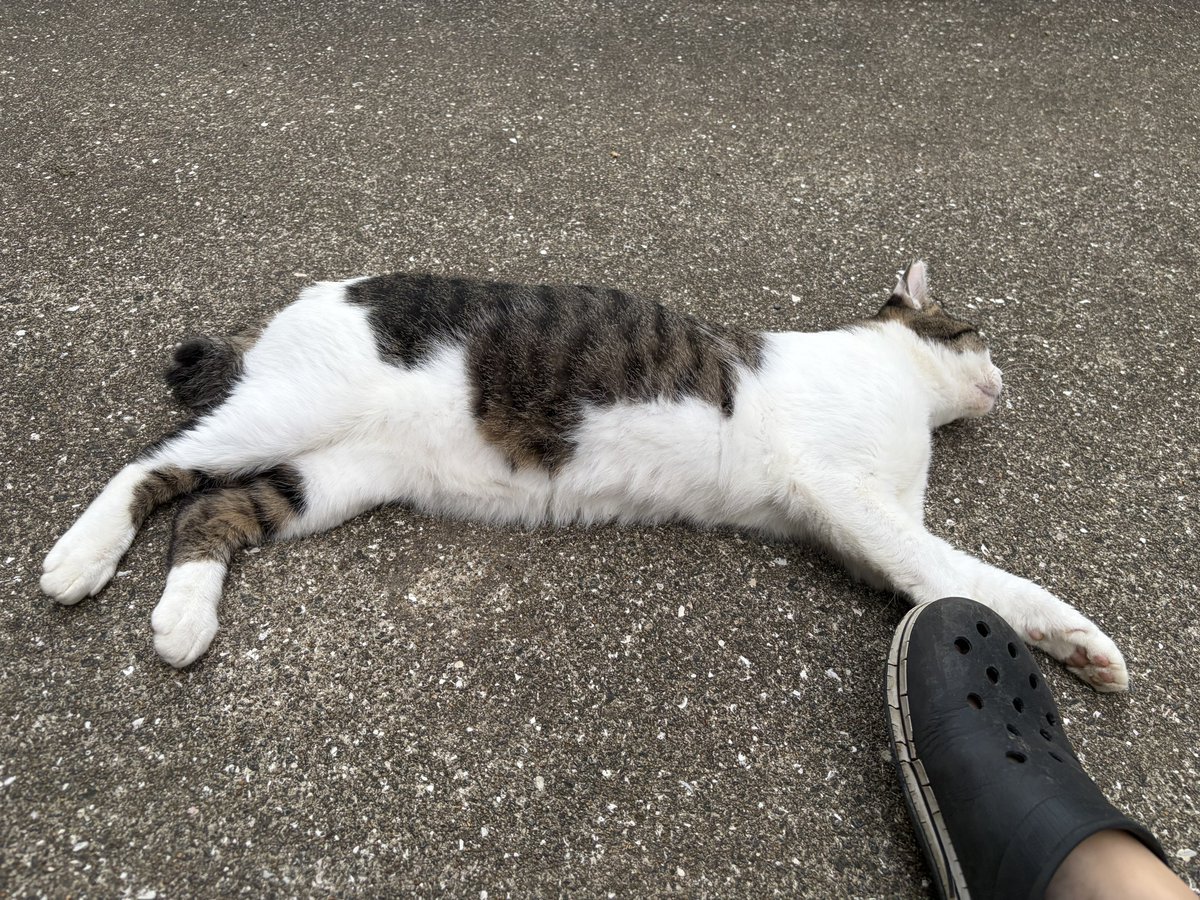 nagisamiyo_'s tweet photo. 長崎 地域猫活動 個人 
クラウドファンディングキャンプファイヤー実施 https://t.co/wSctgmb6Zt