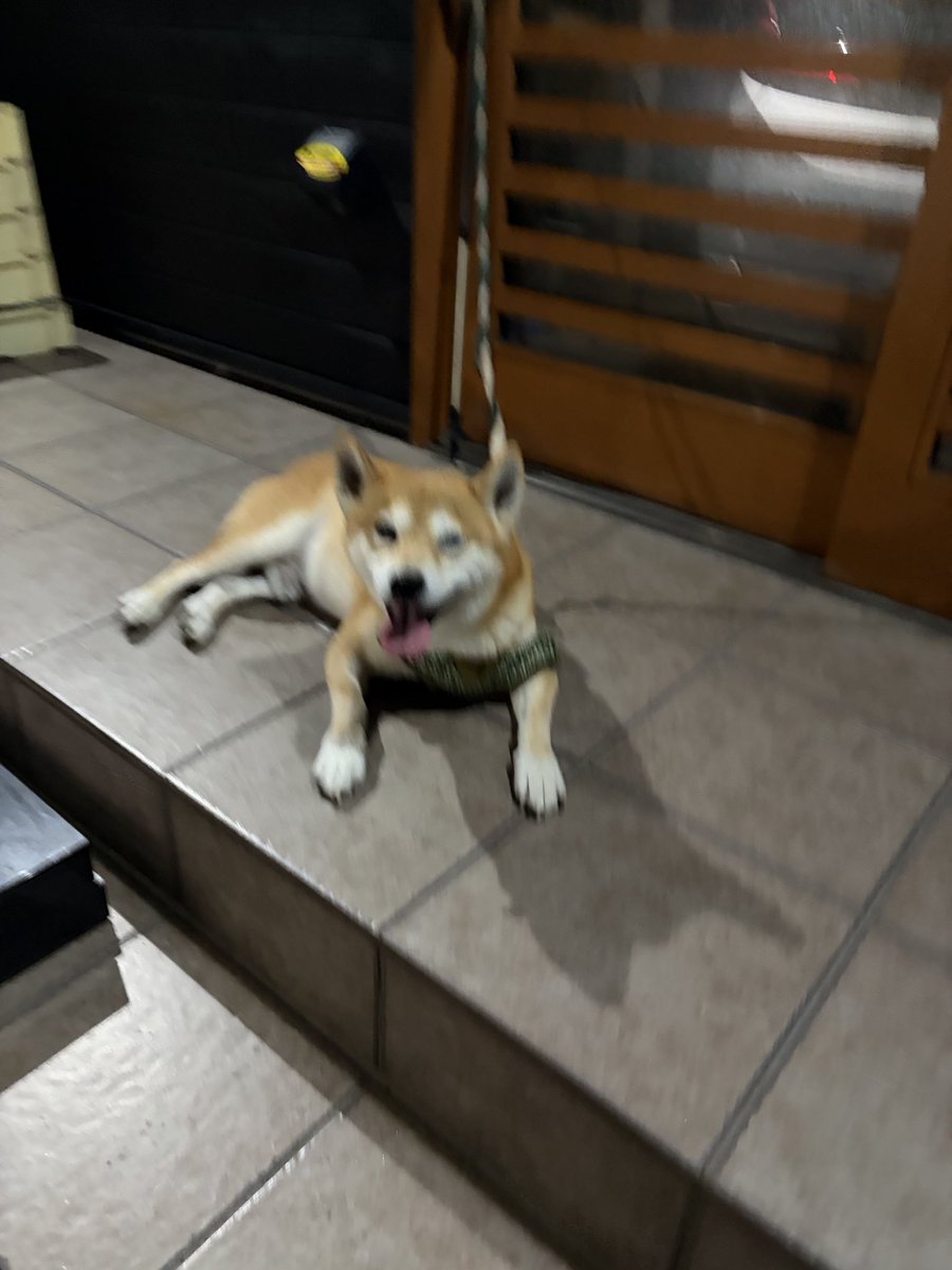 kapital555's tweet photo. 2026/09/27

#犬のてんかん
#柴犬
#獅子丸
#日本犬
#shibainu
#shiba
#shiba_snap
#shibalovers
#shibainustagram
#shibaglobal
#shibaken
#shibadog
#気張り柴犬
#気張り犬
#気張り柴
#てんかん持ちワンコ
#てんかん犬 https://t.co/hLaT1GEzEk