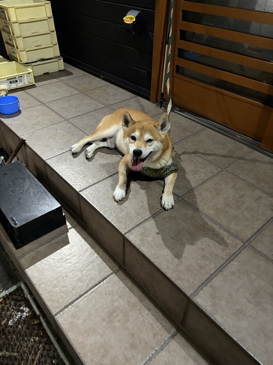 kapital555's tweet photo. 2026/09/27

#犬のてんかん
#柴犬
#獅子丸
#日本犬
#shibainu
#shiba
#shiba_snap
#shibalovers
#shibainustagram
#shibaglobal
#shibaken
#shibadog
#気張り柴犬
#気張り犬
#気張り柴
#てんかん持ちワンコ
#てんかん犬 https://t.co/hLaT1GEzEk
