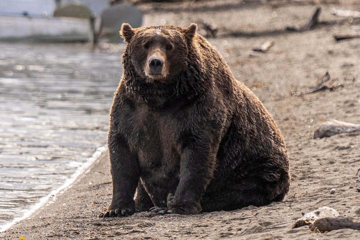 bearlyable2's tweet photo. CHONK alert!!!! Watch your coolers when I am around!!!!
#fatbearweek https://t.co/YZy5HJss3A
