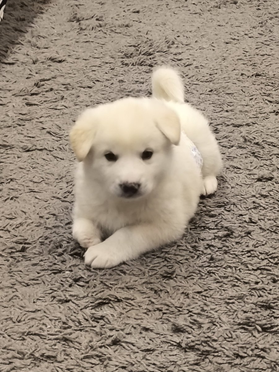 rerereone's tweet photo. Валко носится как истребитель, отказывается сидеть в вольере, кусает за пятки, выскакивает из памперсов

#BringValkoBack
#NoValkoNoMoney https://t.co/eUNz28SiBD