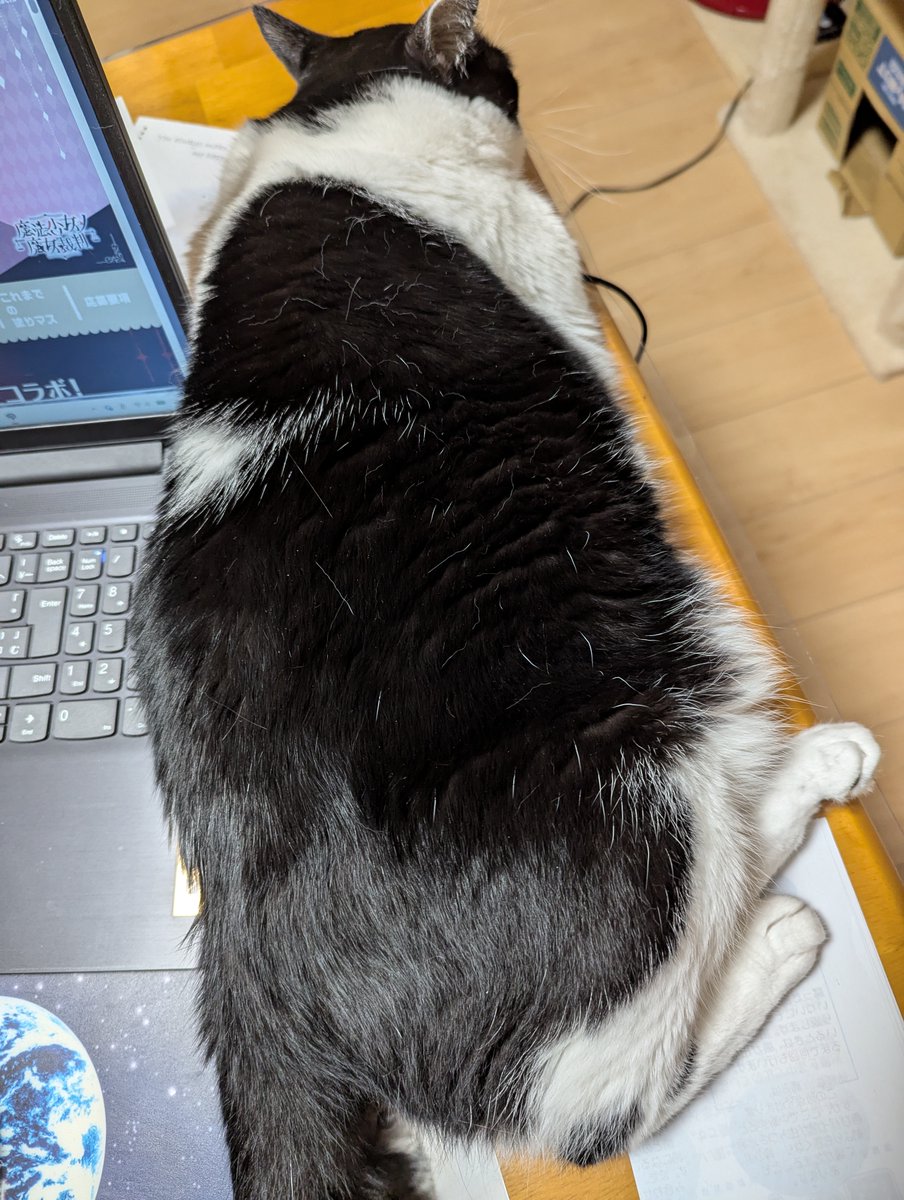 5norakun's tweet photo. ｳﾗﾝさんお尻ﾎﾟﾝﾎﾟﾝ要求
うれしいけどね
おなかが��ー踏んでるからね😅
＃保護猫　＃猫のいる暮らし https://t.co/OZ5kbWL8Q3