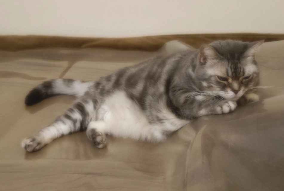 raminyan's tweet photo. 基礎力が欲しいねこ #アメショ #ねこかわいいね https://t.co/kQhchQi5ZY